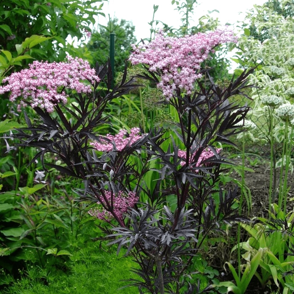 image 1 of Carbeth Plants Sambucus Blue Sheen in 9cm Pots - Elderberry Plants - Deciduous Shrubs | Pink