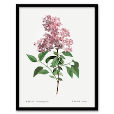 Chinese Lilac Floral Redoute Vintage Framed Wall Art Print 12X16"
