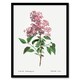 image 1 of Chinese Lilac Floral Redoute Vintage Framed Wall Art Print 12X16"