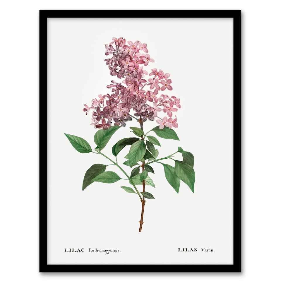 image 1 of Chinese Lilac Floral Redoute Vintage Framed Wall Art Print 12X16"