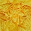 Canary Yellow