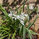 image 2 of Marshalls Garden Garlic Chive Allium tuberosum (3 x 9cm)