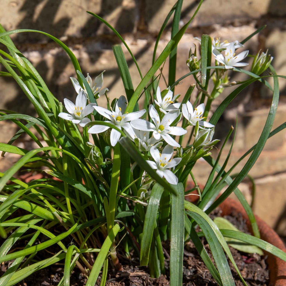 image 1 of Marshalls Garden Garlic Chive Allium tuberosum (3 x 9cm)