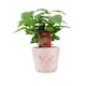 image 4 of Coffee Arabica Indoor Plant 12cm Pot | Multi