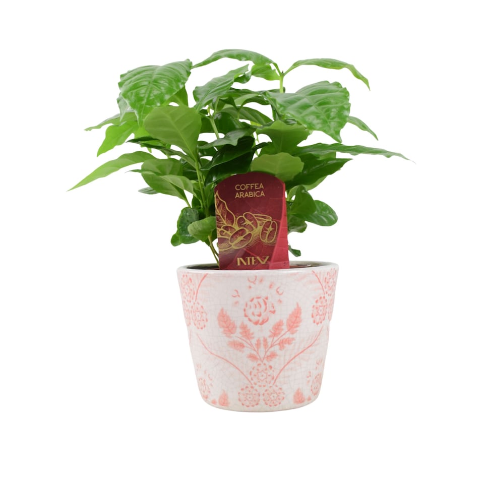 image 1 of Coffee Arabica Indoor Plant 12cm Pot | Multi