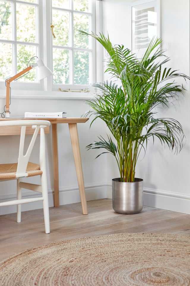 image 1 of Indoor Chelsea Planter - Mild Steel - L28 x W28 x H28 cm - Pewter | Grey