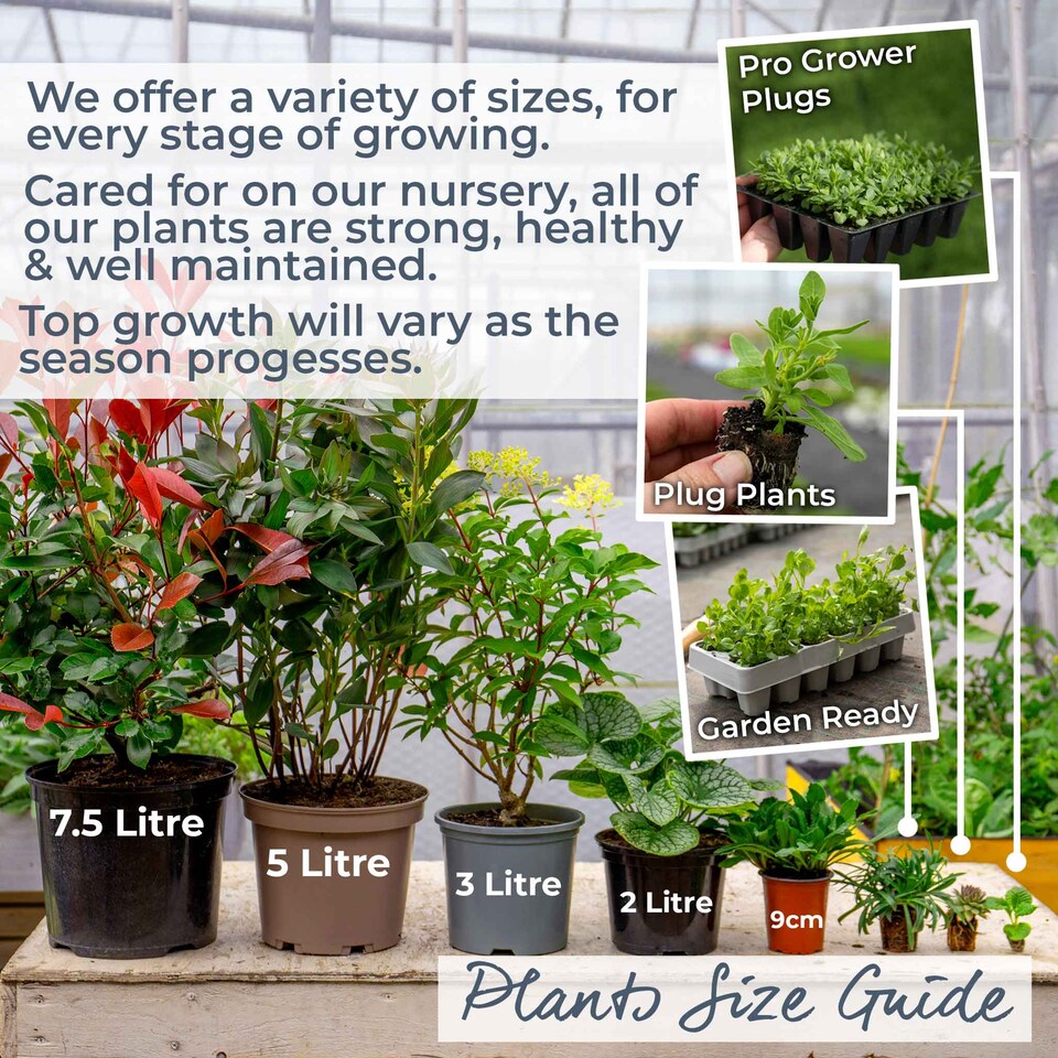 image 1 of Spiraea japonica 'Firelight' Compact Deciduous Shrub with Pink Summer Flowers | Green | Pink | 3L Plants