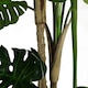 image 6 of 150cm (5ft) Luxury Monstera Plant Black Pot Silver Metal Planter
