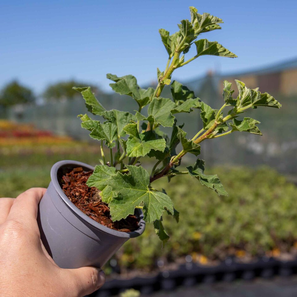 image 1 of Lavatera 'Marshmallow White Ice' - 3 x 9cm potted shrubs
