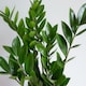image 2 of ZZ Houseplant 14cm Pot Green