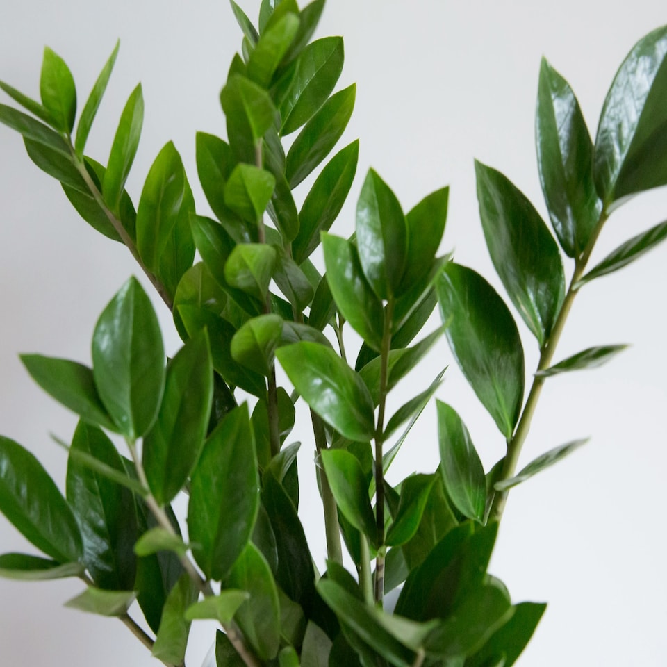 image 1 of ZZ Houseplant 14cm Pot Green