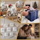 image 10 of 40pcs Silver 50mm/5cm Large Ribbon Pull Bows for Gift Wrapping, Hampers, Florist Bouquets, Wedding Cars and Party Décor Pullbow