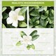 image 3 of Outsunny 12PCS Artificial Boxwood Panel  Faux Rhododendron Greenery Backdrop