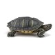 image 1 of PAPO Wild Animal Kingdom Florida Tortoise Toy Figure (50309)