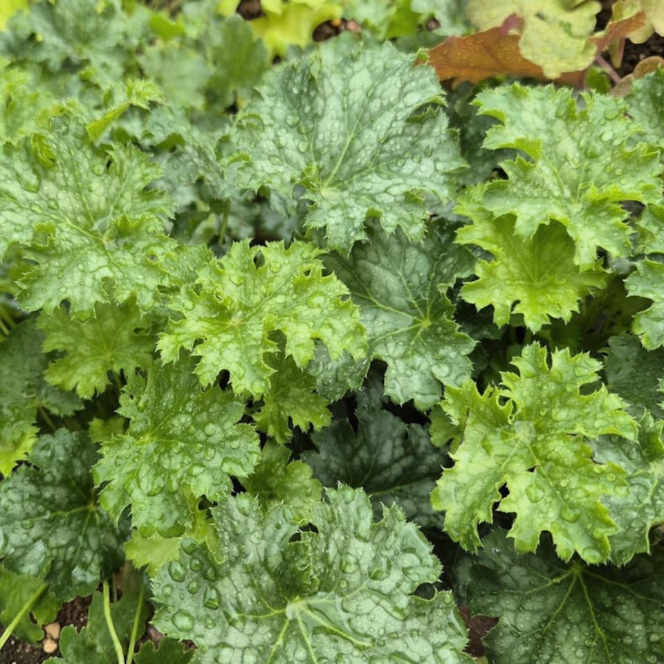 image 1 of Carbeth Plants Heuchera Apple Crisp Plant in 3L Pot - Hardy Perennial with Colourful Foliage