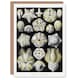 image 1 of Ernst Haeckel Art Card Blastoid Sea Buds Urchins