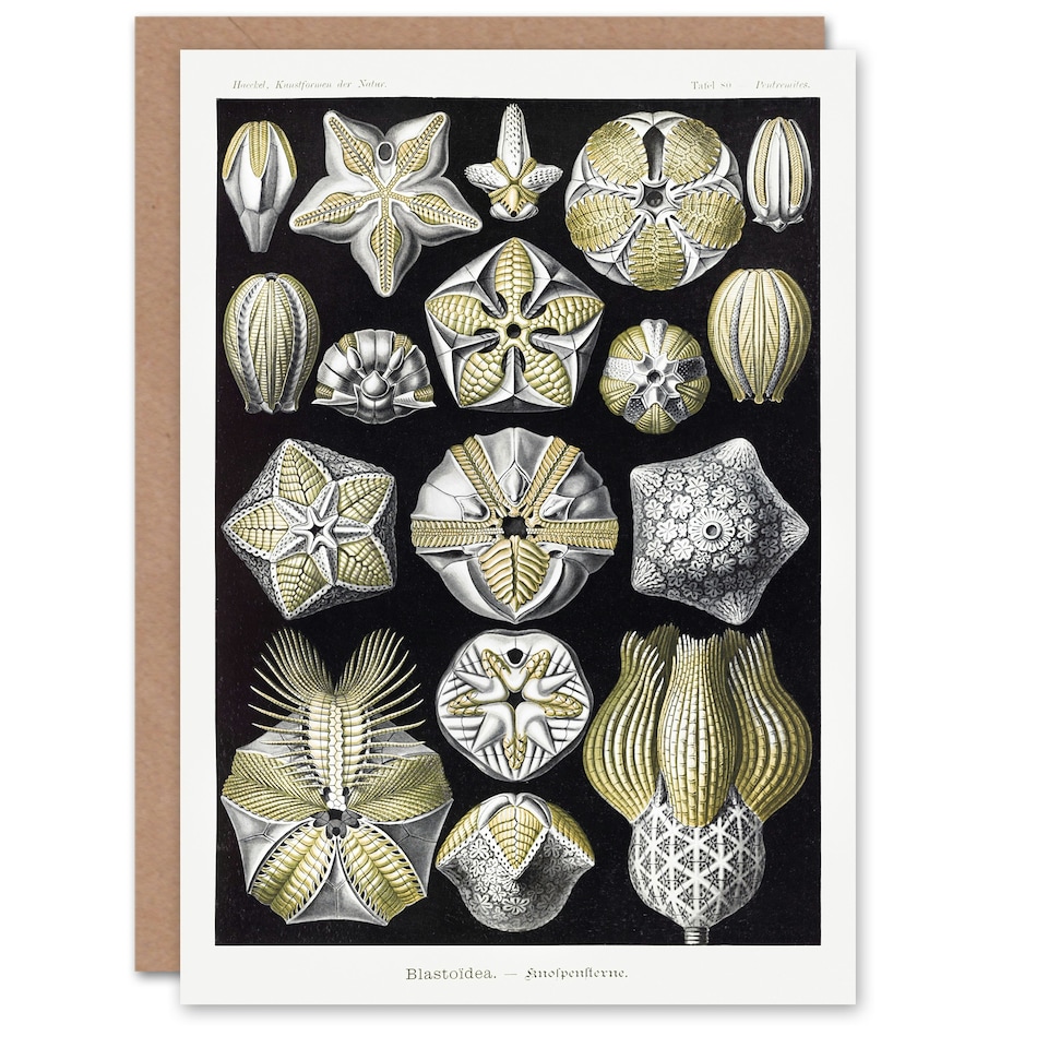 image 1 of Ernst Haeckel Art Card Blastoid Sea Buds Urchins