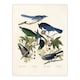 image 1 of Magpie Clarks Crow and Jays Audubon Nature Wall Art Poster Print 12X16"
