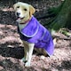 image 3 of Henry Wag Small Purple Dog Drying Coat