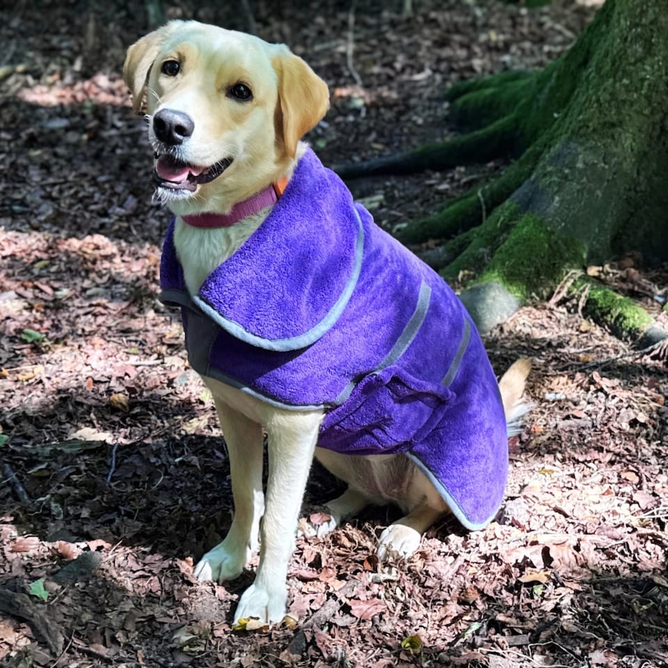 image 1 of Henry Wag Small Purple Dog Drying Coat