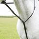 image 2 of Blenheim Leather Horse Standing Martingale - Black - Full