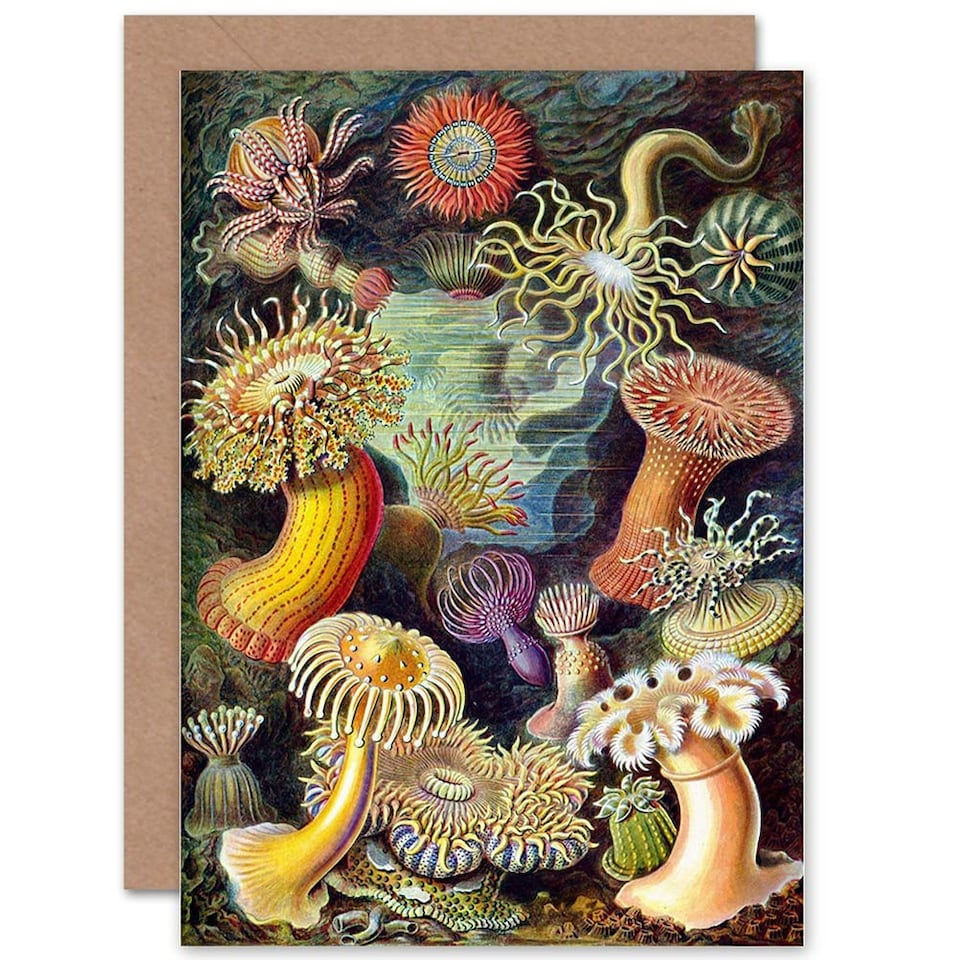 image 1 of Nature Biology Anemone Ernst Haeckel Germany Art Card