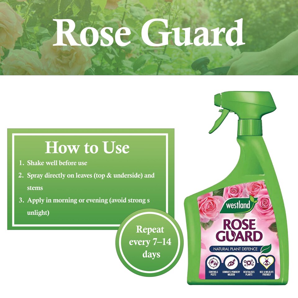 image 1 of Westland Rose Guard RTU 800ml Spray for Healthy Leaves Vibrant Colour Disease Protection and Stronger Blooms for Roses