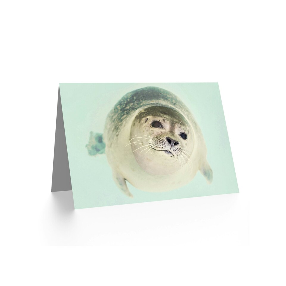 image 1 of Cute Seal Arctic Sea Life Animal Photograph Birthday Card