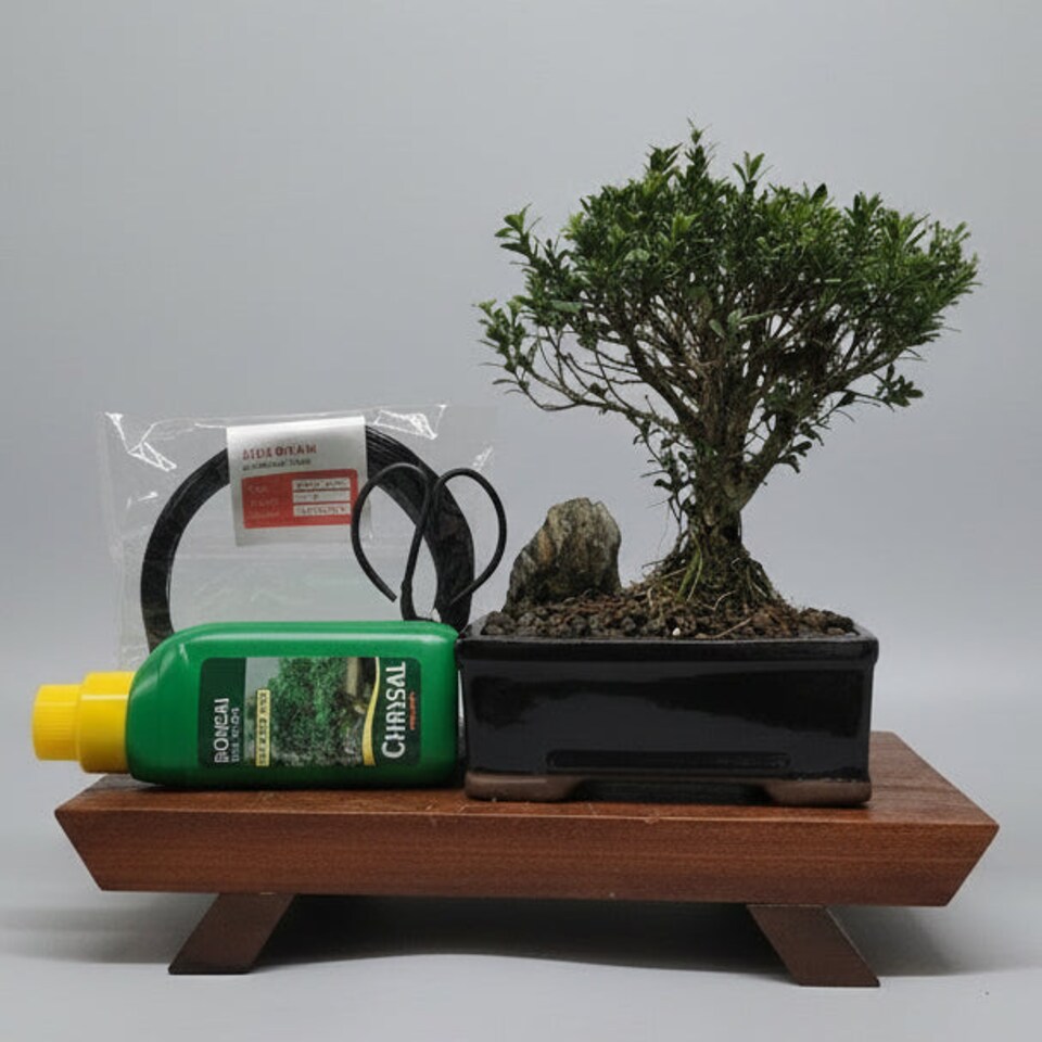 Yorkshire Bonsai Boxwood (Buxus Harlandii) Premium Bonsai Tree Bundle Broom In 16cm Pot