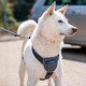 image 3 of Company Of Animals Carsafe Dog Car Harness - Black - M