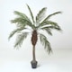 image 1 of Homescapes Phoenix Palm Tree in Pot, 160 cm Tall