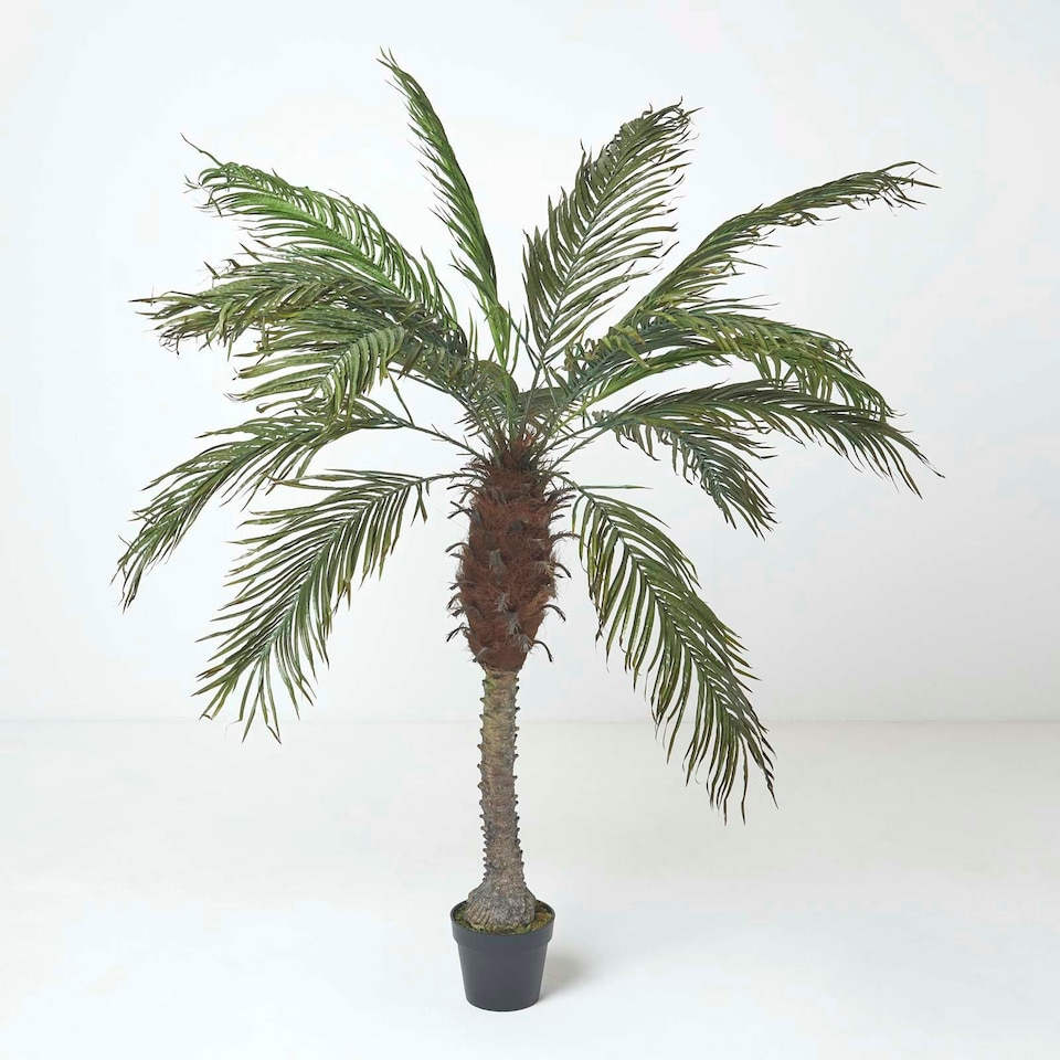 image 1 of Homescapes Phoenix Palm Tree in Pot, 160 cm Tall