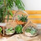 image 7 of Nicola Spring Hanging Glass Terrariums - 8cm - Clear