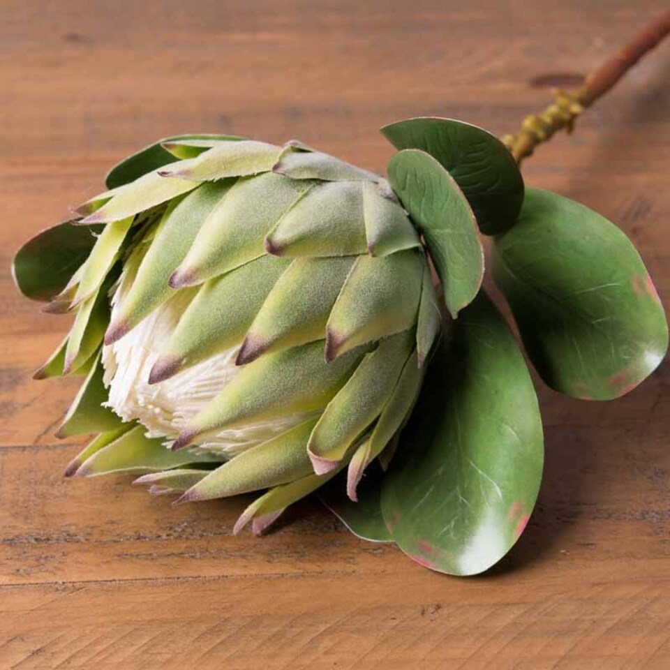 image 1 of Large Protea Artificial Plant - Plastic - L21 x W21 x H73 cm - Green