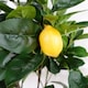 image 5 of Large Lemon Tree Artificial 120cm Premium Plant | Green | 4ft