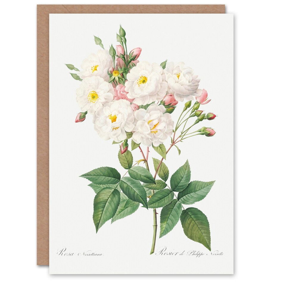 image 1 of Pierre-Joseph Redouté Art Card Noisette Rose Vintage Floral