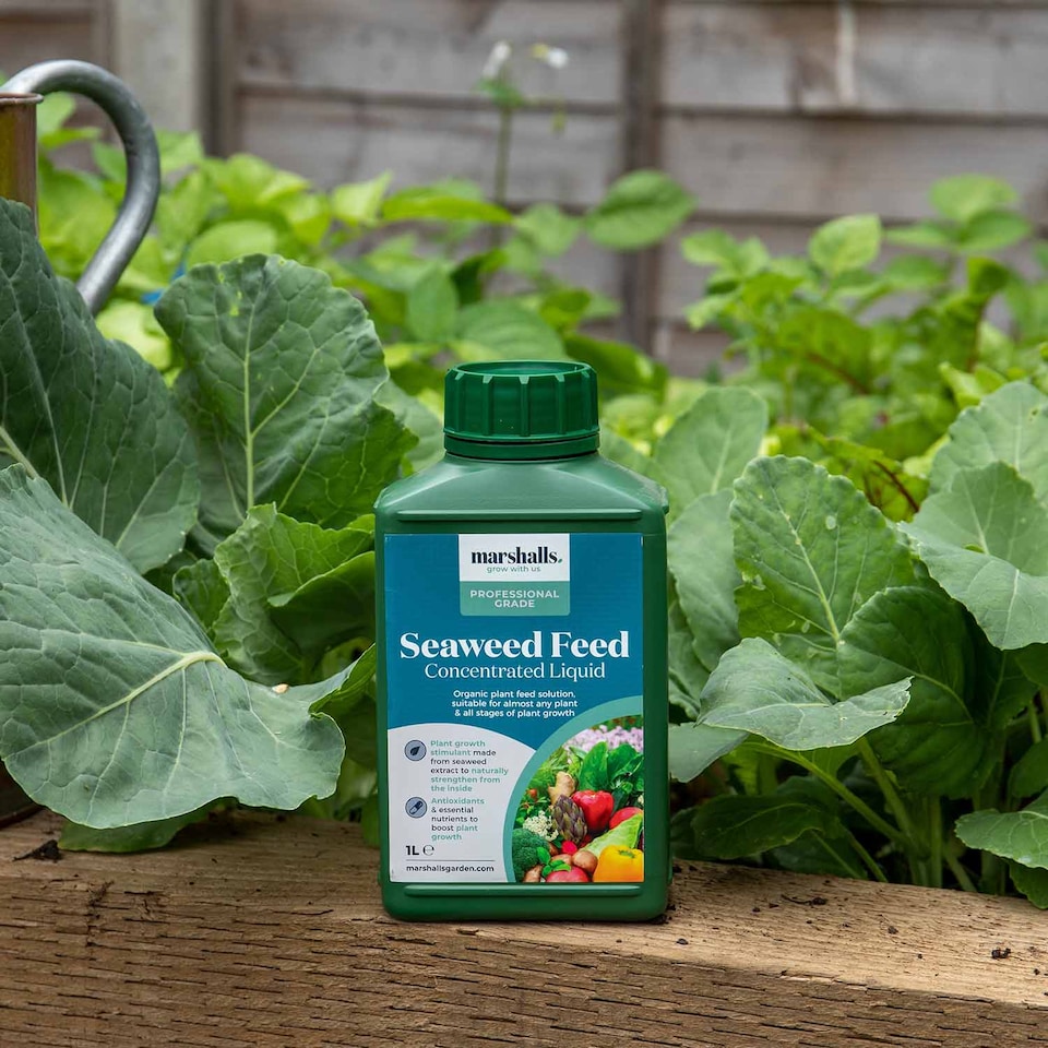 image 1 of Marshalls Garden Liquid Seaweed Feed 1 Litre