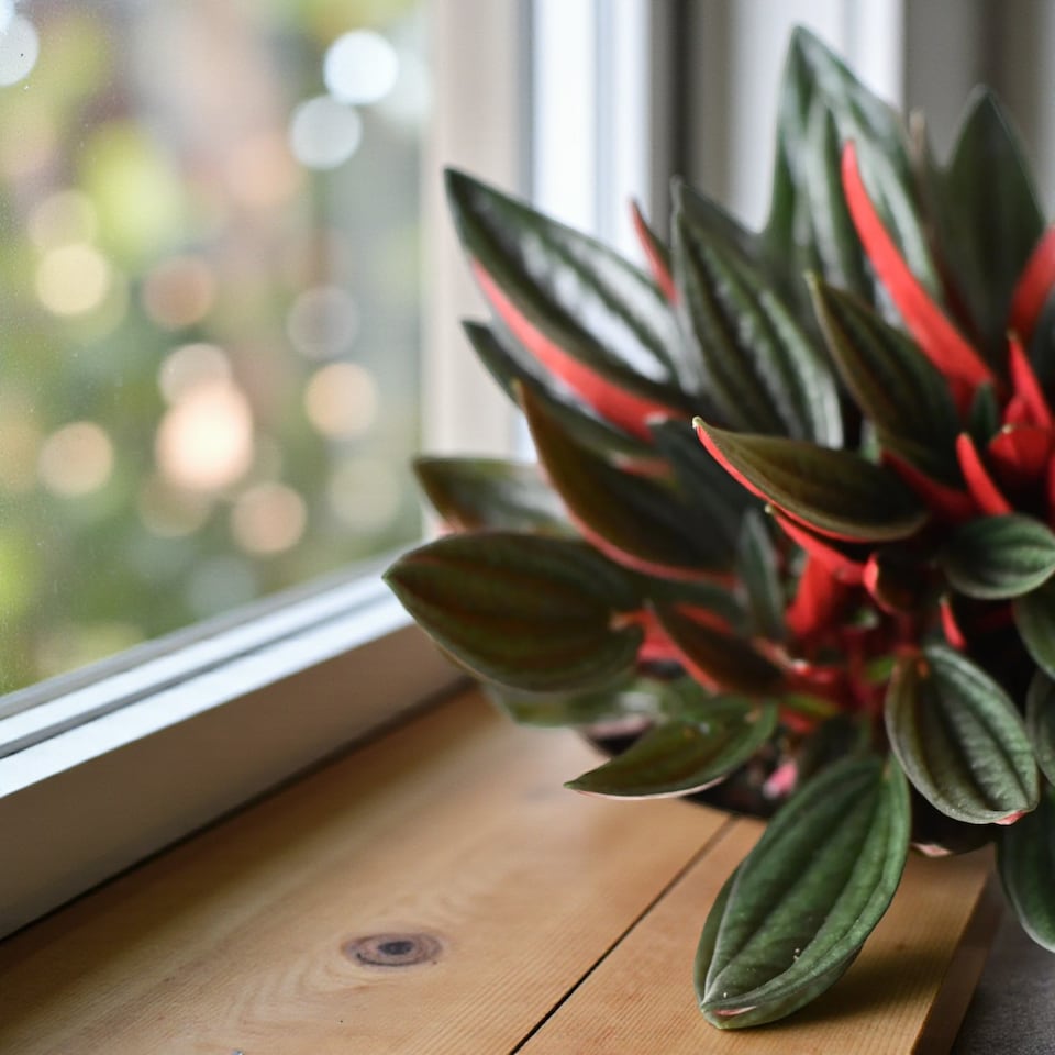 image 1 of Peperomia Caperata Roja Grande in 15cm Pot - Rippled Red Easy Care Houseplant