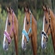 image 2 of Shires Fleece Lined Lunge Cavesson Pink | Size: Pony
Colour: Pink