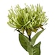 image 2 of Protea Lorea (Single Stem Flower) - Plastic - Height 73 cm - Green