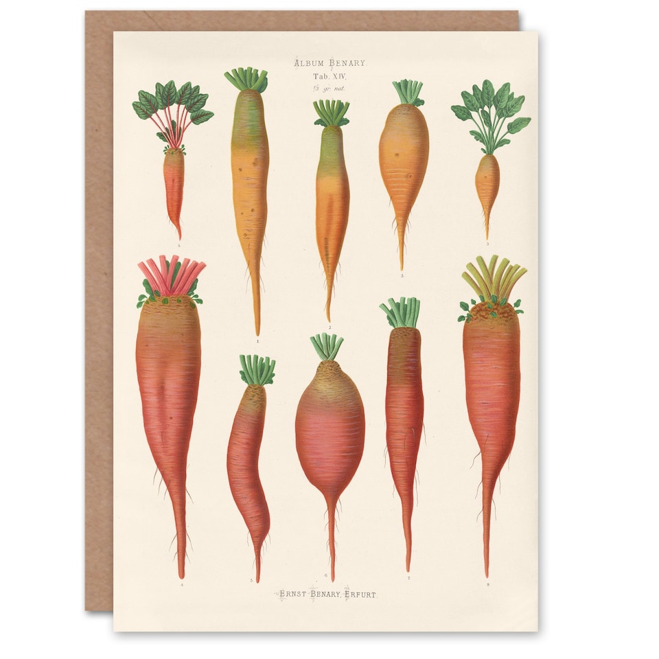 image 1 of Ernst Benary Art Card Mangold Wurzels Field Beet Varieties