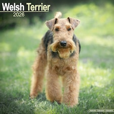 Welsh Terrier 2026 Calendar | Square Wall Calendar | Dog Breed Gift | Plastic Free Packaging | by Avonside Publishing