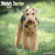 image 1 of Welsh Terrier 2026 Calendar | Square Wall Calendar | Dog Breed Gift | Plastic Free Packaging | by Avonside Publishing