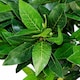 image 2 of 120cm (4ft) Plain Natural Trunk Artificial Topiary Bay Laurel Ball Tree | Green | 4ft