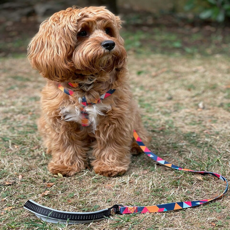 image 1 of Geometric Collar & Lead - Medium - 1m
