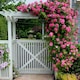 image 2 of Carbeth Plants Climbing Rose Bush in 3L Pot - Choose Your Colour - Ideal for Walls, Pillars, Trellises and Arches | Pink