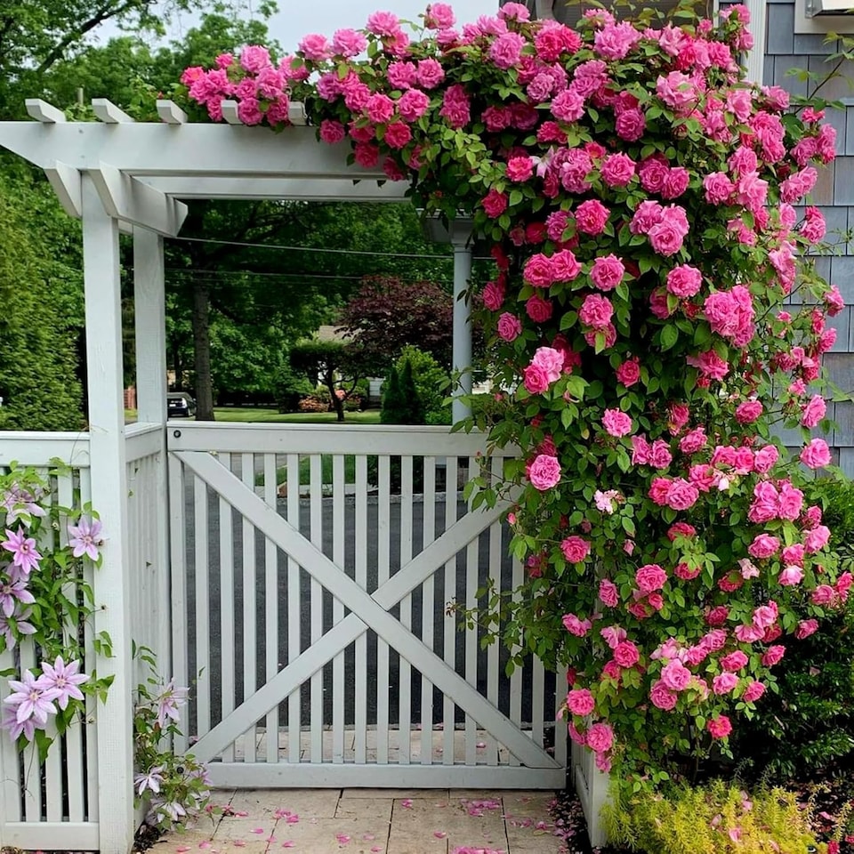 image 1 of Carbeth Plants Climbing Rose Bush in 3L Pot - Choose Your Colour - Ideal for Walls, Pillars, Trellises and Arches | Pink