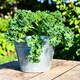 image 3 of Carbeth Plants 2 x Kale Dwarf Green Curled Vegetable Plant - 6 pack - Easy Grow Kitchen Garden