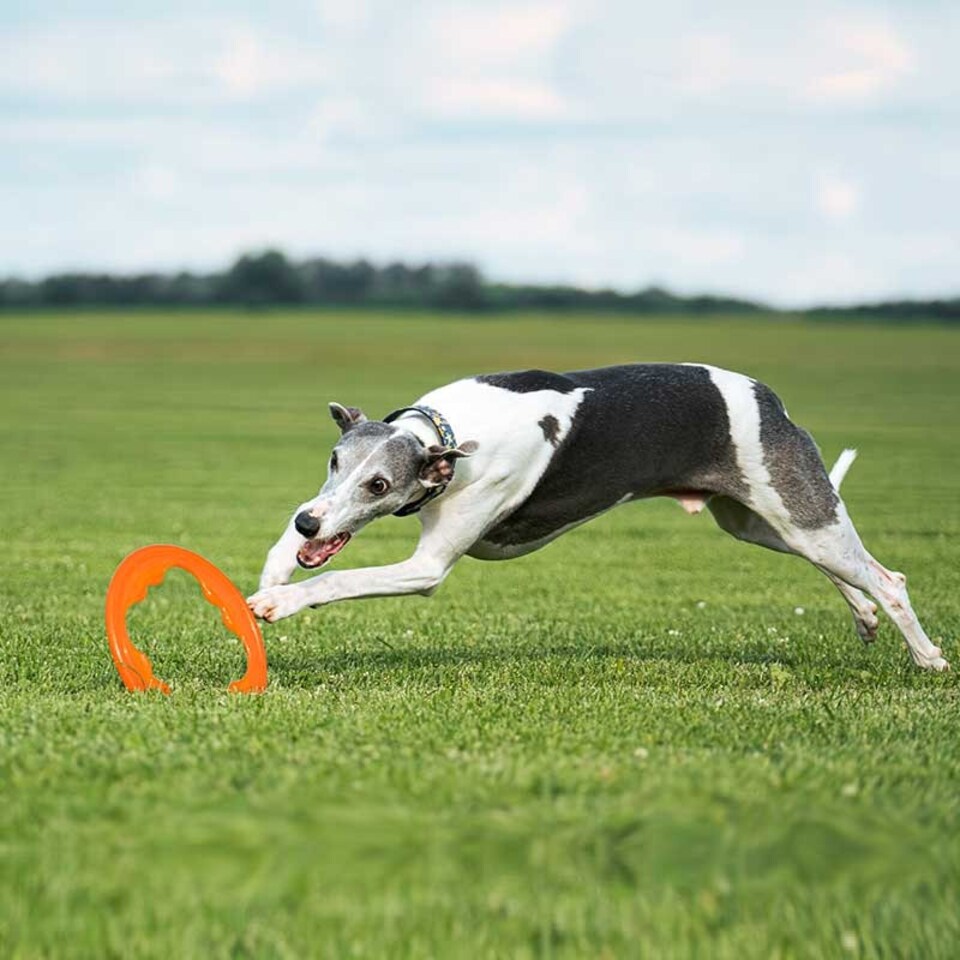 image 1 of BIONIC Toss-N-Tug Turbo Ring Dog Toy