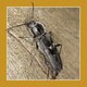 image 7 of Soluguard Woodworm Treatment (1x5L Clear & Sprayer) Ready for Use Woodworm Killer Spray